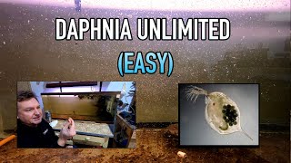 How I Raise Daphnia Water Fleas And You Can Too [upl. by Horan]