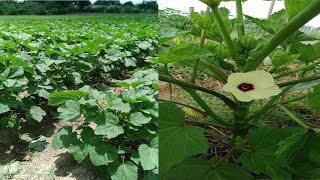 How To Grow Okra [upl. by Nirhtak]