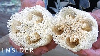 How Luffa Sponges Are Made [upl. by Kitchen]