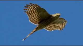 Sparrowhawk Bird Call Bird Song [upl. by Cart493]