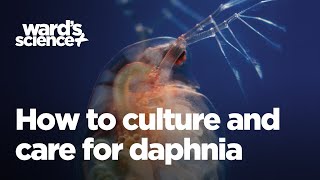 Caring and Culturing for Daphnia [upl. by Pelage578]