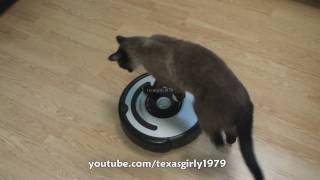 Cat shows HOW TO use iRobot Roomba Vacuum [upl. by Iolanthe13]