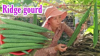 Luffa Ridge gourd How to grow ridge gourd from seeds till harvest  Growing Luffa by NY SOKHOM [upl. by Anifesoj]