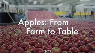 Apples From Farm to Table [upl. by Lachman]