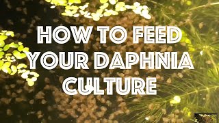 How To Feed Your Daphnia Culture [upl. by Salomo656]