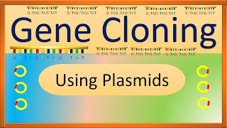 Gene Cloning  Using Plasmids  Animated Video  Zoologist Mohsin [upl. by Nyloc741]