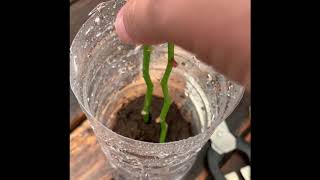 How To Grow Orchids From Stem Cuttings [upl. by Theresa411]