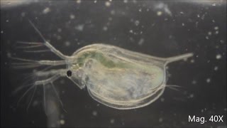 Daphnia magna under the Microscope [upl. by Silecara499]