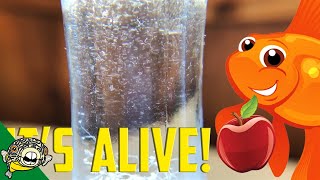 How to culture Vinegar Eels The EASY Way Live Fish Food [upl. by Alacim]