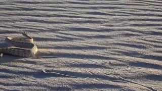 Sidewinder rattlesnake sidewinding across dune [upl. by Neelahs]