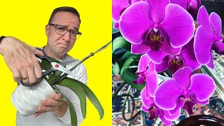 Where To Cut Orchid Stem After Flowers Fall Off [upl. by Ainak815]