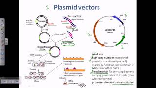 Plasmid as a cloning vector [upl. by Pisano179]