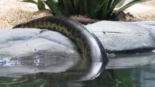 Anaconda at trivandrum zoo [upl. by Naveb]