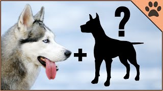 9 Husky Mix Breeds  Siberian Husky Cross Breeds [upl. by Clio644]