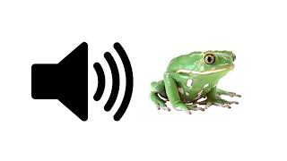 Frog Croaking  Sound Effect  ProSounds [upl. by Siulegroj]