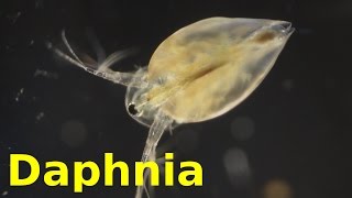 Daphnia [upl. by Aizirtap509]