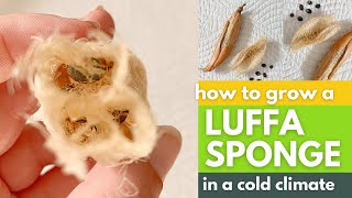 Growing Luffa Sponges in Cold Climates [upl. by Airaet]