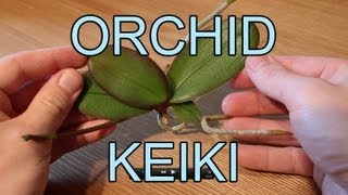 Repotting an Orchid Keiki  Phalaenopsis Orchid Keiki [upl. by Riocard]