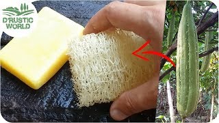 How to Make Loofah Sponge at Home [upl. by Ardnekan]