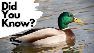 Things you need to know about MALLARDS [upl. by Htebazila]