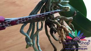 How to propagate orchid from roots separate [upl. by Nho52]