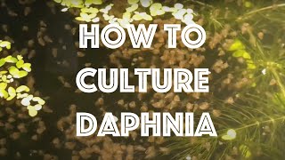 How To Culture Daphnia Magna [upl. by Neo221]