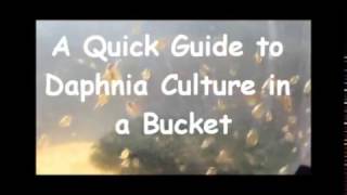 How to culture daphnia outside [upl. by Liebman683]