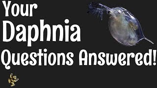 Daphnia Questions Answered [upl. by Lodie]