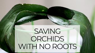 Saving Dehydrated Orchids with No Roots  Epic Orchid Rescue Episode 3 Rootless Phalaenopsis [upl. by Jamel]