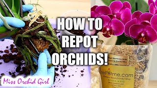 Orchid Care for Beginners  How to repot Phalaenopsis Orchids [upl. by Auston343]