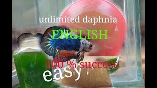 daphnia moina culture Easy way Unlimited production English  with sub Green water Chlorella [upl. by Emixam]