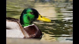 Amazing Mallard Duck Information [upl. by Ellenad]