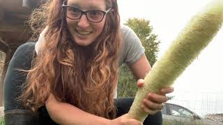 How to process green luffa loofah gourds [upl. by Alisa]