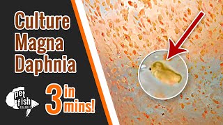 How to culture DAPHNIA MAGNA  The easy way [upl. by Domini]