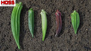 WHICH OKRA VARIETY IS THE MOST PRODUCTIVE [upl. by Zilvia]