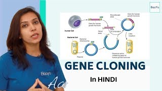 Gene Cloning technique Part 1  Steps involved in gene cloning Explained  In Hindi [upl. by Klepac]