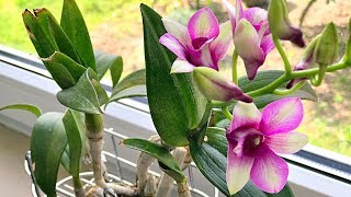 How to Grow Orchids Growing Orchids Orchid Care [upl. by Kalmick629]