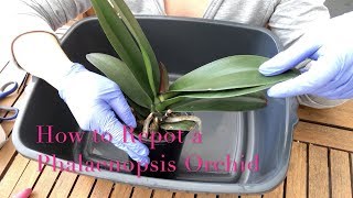 Repotting a Phalaenopsis Orchid  Beginner Care Tips [upl. by Spark]