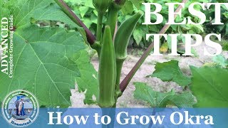 How To Grow Okra  ADVANCED Growing Guide [upl. by Urquhart731]