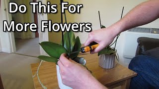 How to get your Phalaenopsis orchids to flower again [upl. by Theodoric]