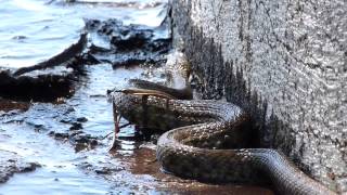 Schlange am Gardasee in Italien  Natrix Tesselata [upl. by Yhtamit]