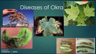 Pests and Diseases of Okra [upl. by Francklyn681]