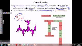 Enzyme immobilization [upl. by Anderson]