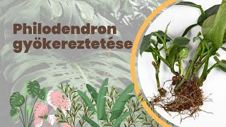 Pothos Maranta és Philodendron szaporítása átültetése  Szobanövények gyökereztetése [upl. by Milissa]