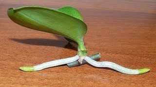 How to Grow Orchids from Stem Cuttings [upl. by Rabma]