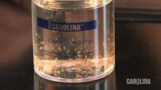 How to Care for Daphnia [upl. by Dorreg]