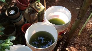 How to grow Green Water Algae [upl. by Anatnahs]