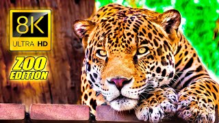 Visit to the Zoo in 8K ULTRA HD  An Amazing Zoo Trip [upl. by Firehs]