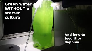 Green Water WITHOUT a Starter Culture  From Scratch  How To [upl. by Astiram]