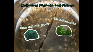 How To Culture Daphnia and Moinas using Green Water Spirulina powder [upl. by Celinka]